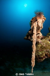 Hanging coral by Gleb Tolstov 